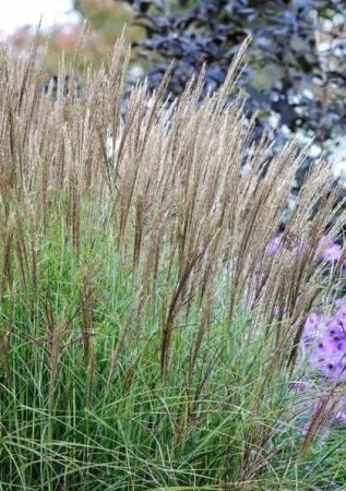 MISCANTHUS sinensis Kleine Silberspinne